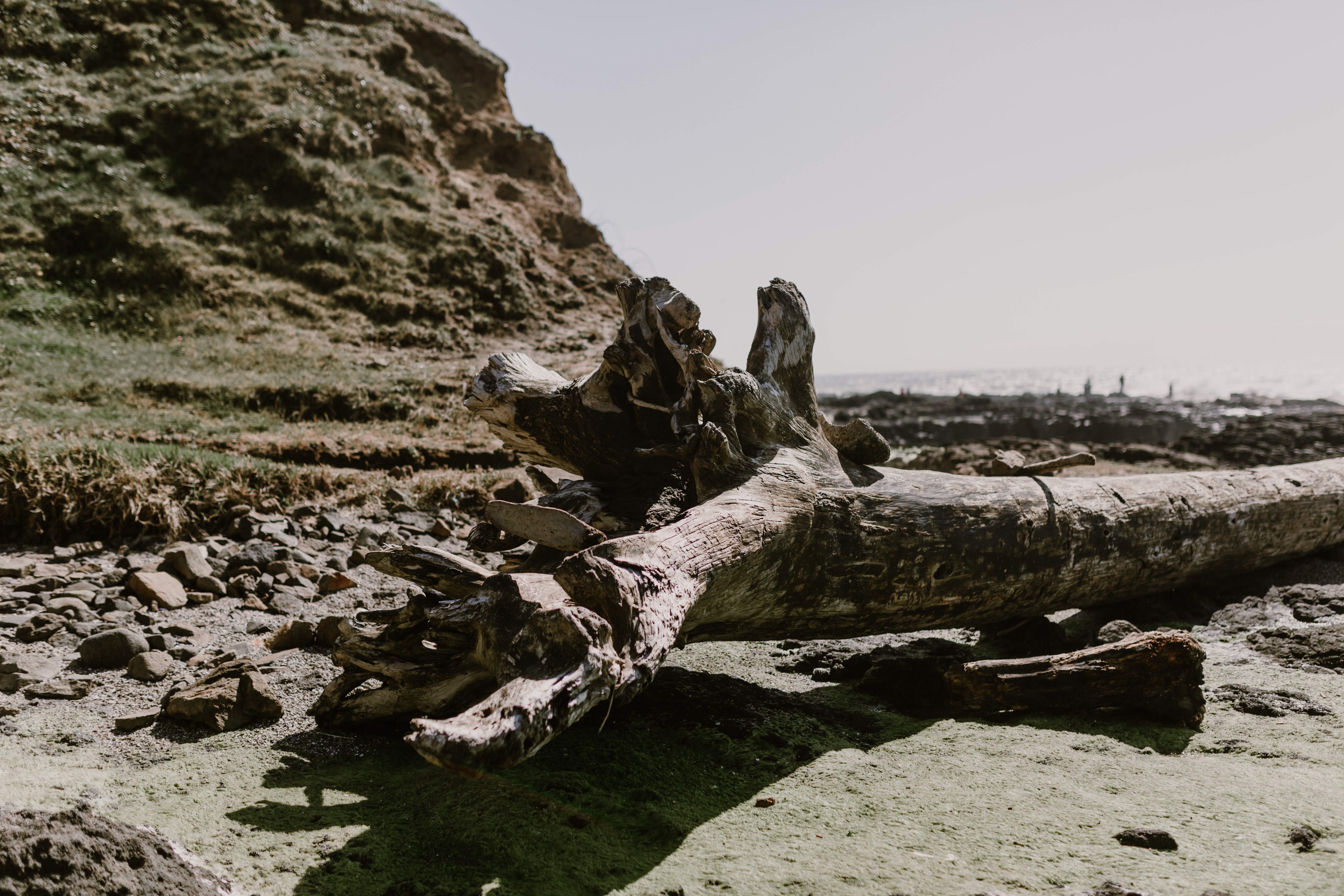 Oregon Coast driftwood