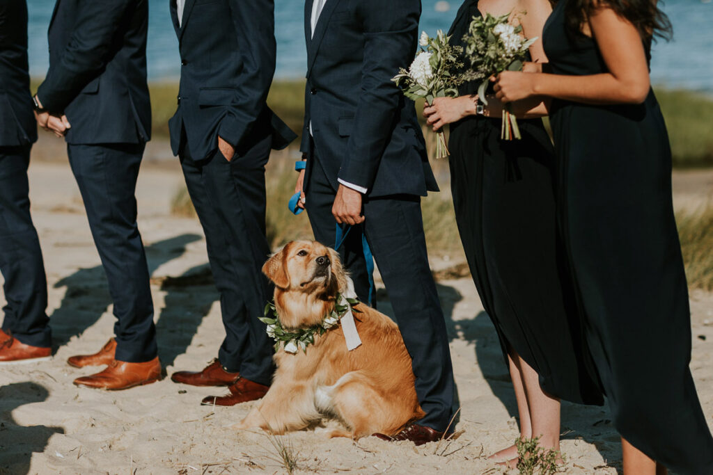 golden retriever ring bearer sits between the legs of a groomsman during outdoor Cape Cod wedding